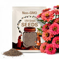 25 Zinnia Seeds BENARYS GIANT CORAL Flower Garden Plant Seeds*Fully Double Huge 6 in Flowers*Drought & Heat Tolerant*Zinnie