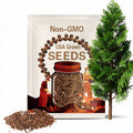 Sugi Tree Seeds (CRYPTOMERIA JAPONICA) (Japanese Cedar)