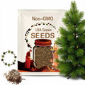 Sitka Spruce Tree Seeds (PICEA SITCHENSIS)