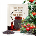 Everglades tomato (Solanum pimpinellifolium) 25 seeds. Harvested May 2025!