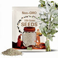 White Sage Seeds - Ceremonial Sage, Heirloom Seeds, Sacred Sage, Smudge Sage, Medicinal Herb, Culinary Herb, Non-GMO