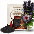 Rare Black Pink Purple Hibiscus Seeds "Black Rainbow" Giant Flower Tropical Seeds - Perennial - Easy to Grow - Huge Flowers