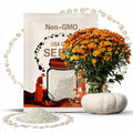 Flat White Boer Pumpkin Seeds: Heirloom Winter Squash, Non-GMO